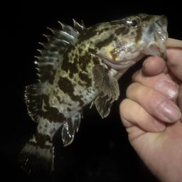 タケノコメバル