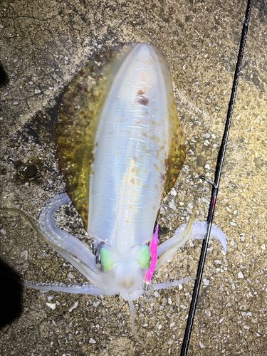 アオリイカの釣果