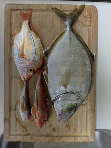 カイワリの釣果