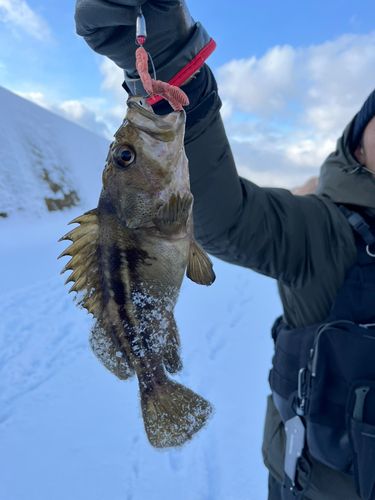 シマゾイの釣果