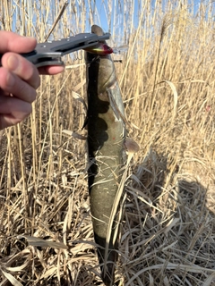 ニホンナマズの釣果