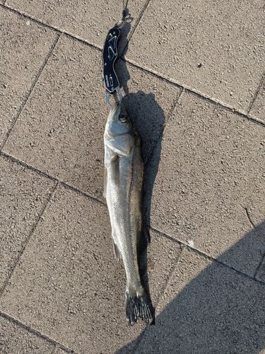 フッコ（ヒラスズキ）の釣果