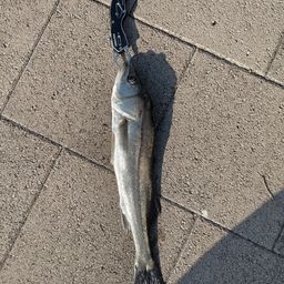 フッコ（ヒラスズキ）