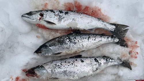 サクラマスの釣果