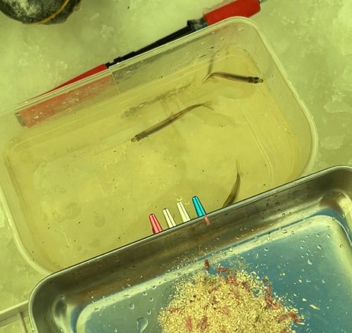 ワカサギの釣果