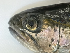 ニジマスの釣果