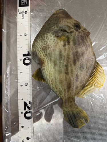 浜田マリン大橋