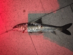 ニゴイの釣果