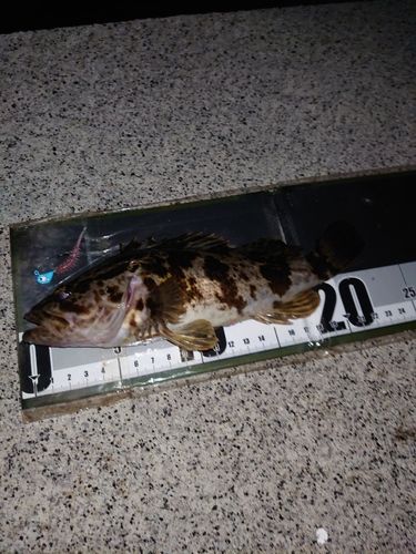 タケノコメバルの釣果