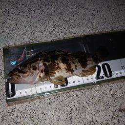 タケノコメバル