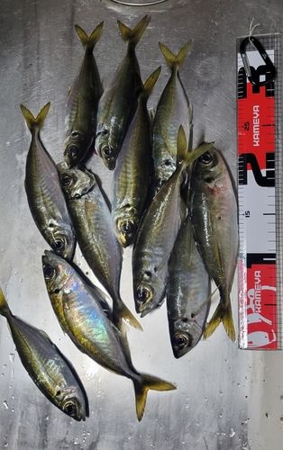 アジの釣果