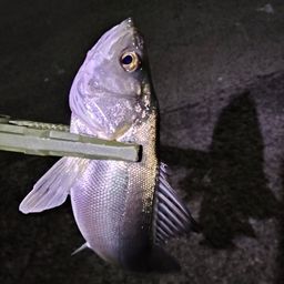 セイゴ（マルスズキ）