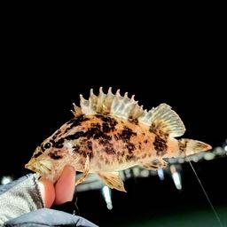 タケノコメバル