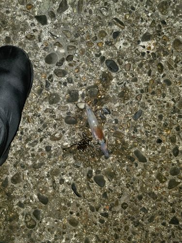 ヤリイカの釣果