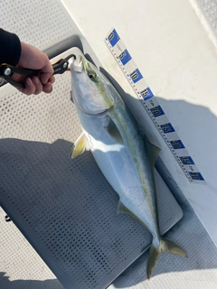 ヤズの釣果
