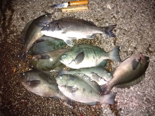 クロダイの釣果