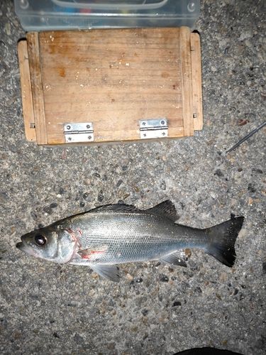 セイゴ（ヒラスズキ）の釣果