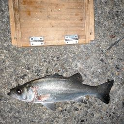 セイゴ（ヒラスズキ）