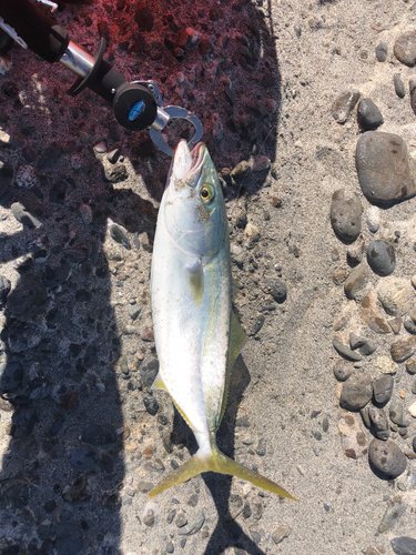 イナダの釣果