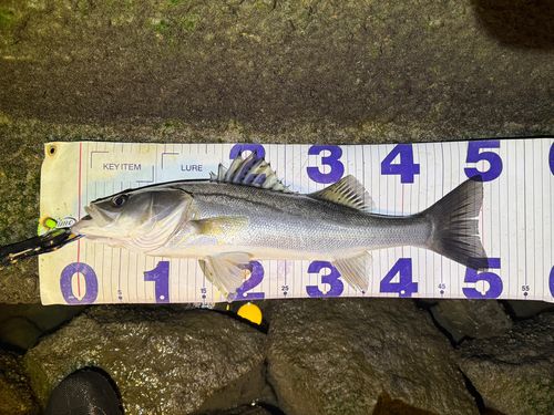 シーバスの釣果