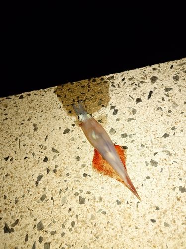 ヤリイカの釣果