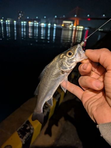 セイゴ（マルスズキ）の釣果