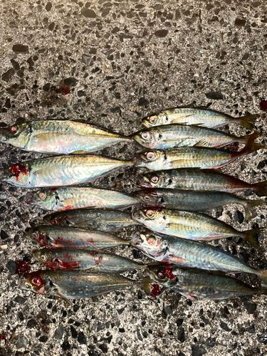 周防大島（屋代島）