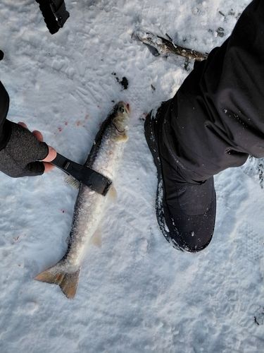 アメマスの釣果