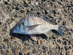チヌの釣果