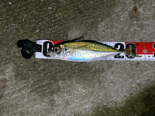 マアジの釣果