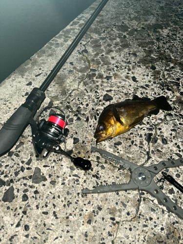 シロメバルの釣果