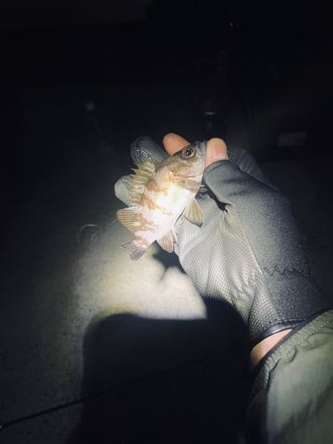 シロメバルの釣果