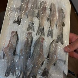 セイゴ（マルスズキ）