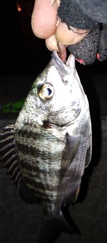 チヌの釣果