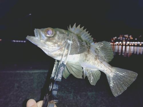 シロメバルの釣果
