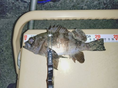 シロメバルの釣果