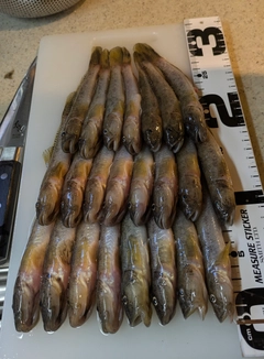マハゼの釣果