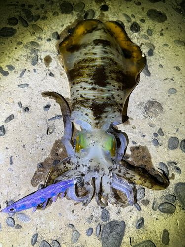 アオリイカの釣果