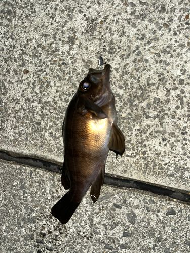 クロメバルの釣果