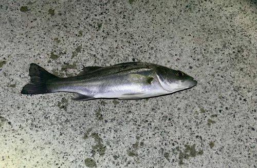 セイゴ（マルスズキ）の釣果