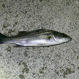 セイゴ（マルスズキ）