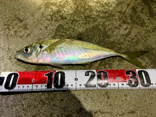 小名浜港市場前