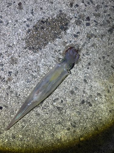 ヤリイカの釣果