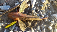 ホウボウの釣果