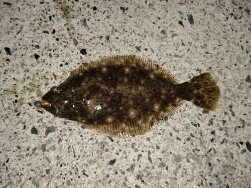 ヒラメの釣果
