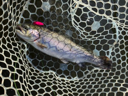 フィッシングサンクチュアリ