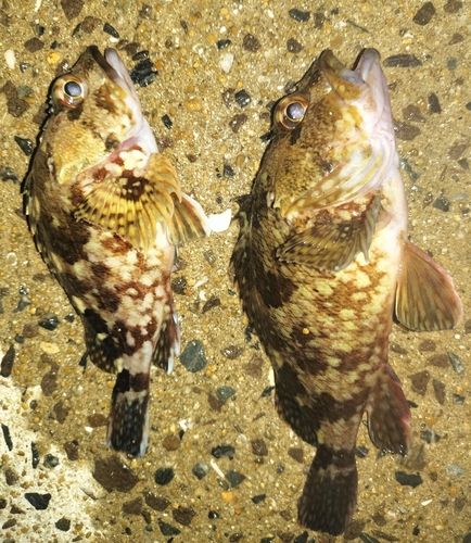 カサゴの釣果