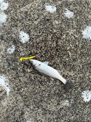 セイゴ（マルスズキ）の釣果