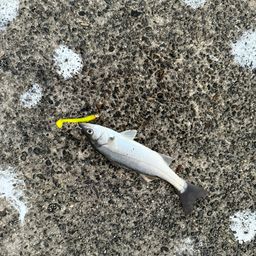 セイゴ（マルスズキ）