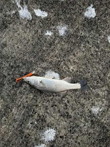 セイゴ（マルスズキ）の釣果